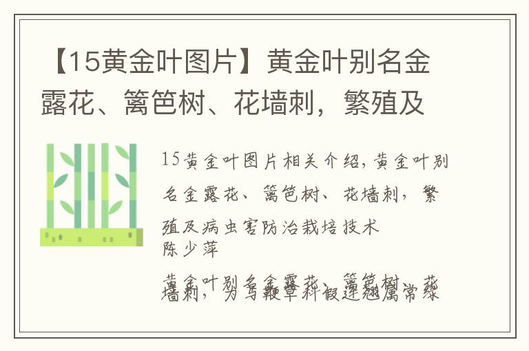【15黄金叶图片】黄金叶别名金露花、篱笆树、花墙刺，繁殖及病虫害防治栽培技术