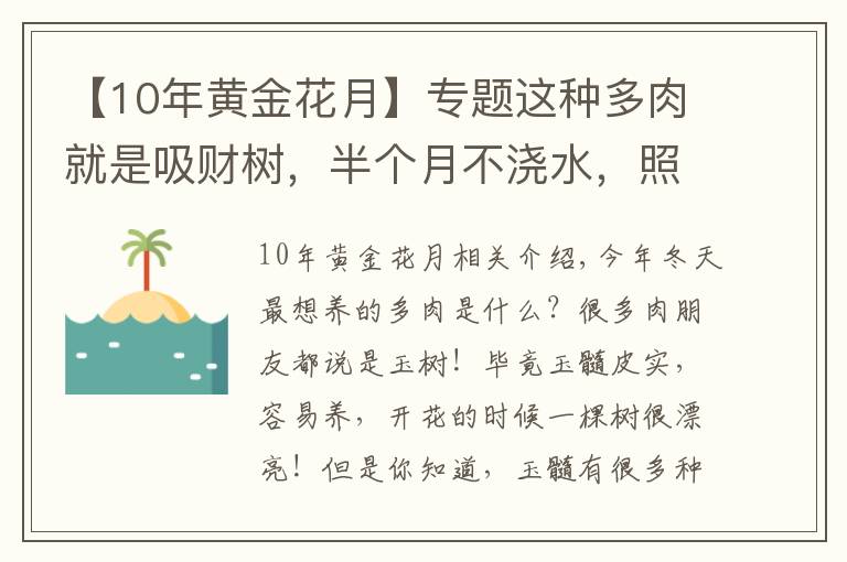 【10年黄金花月】专题这种多肉就是吸财树，半个月不浇水，照样长得手腕粗！