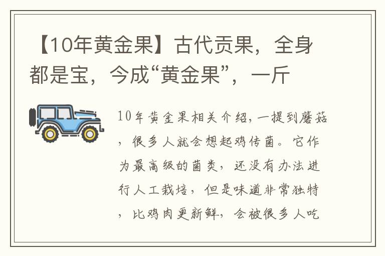 【10年黄金果】古代贡果，全身都是宝，今成“黄金果”，一斤10元，农民年入6万