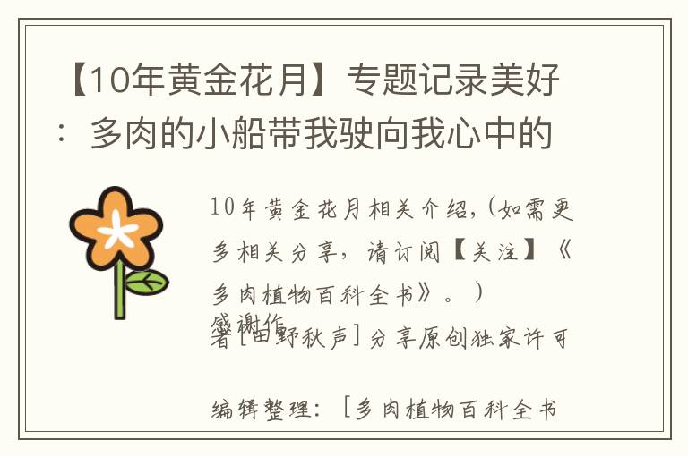 【10年黄金花月】专题记录美好：多肉的小船带我驶向我心中的诗和远方