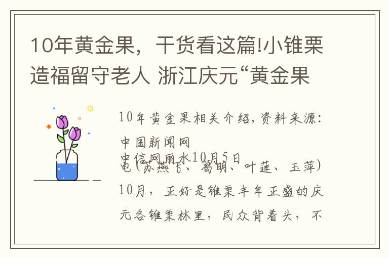 10年黄金果，干货看这篇!小锥栗造福留守老人 浙江庆元“黄金果”铺就共富路