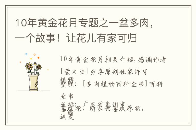 10年黄金花月专题之一盆多肉，一个故事！让花儿有家可归