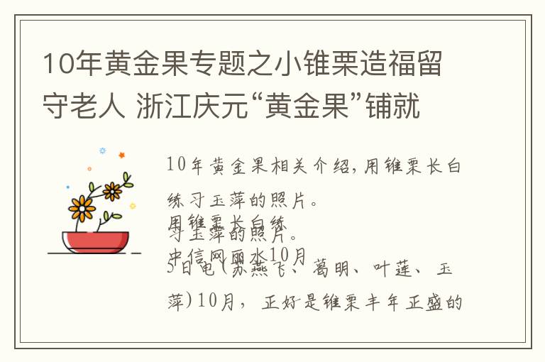 10年黄金果专题之小锥栗造福留守老人 浙江庆元“黄金果”铺就共富路