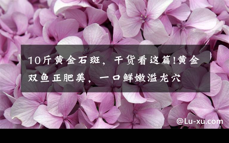 10斤黄金石斑，干货看这篇!黄金双鱼正肥美，一口鲜嫩溢龙穴