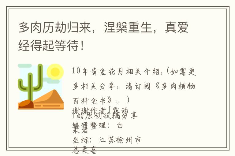 多肉历劫归来，涅槃重生，真爱经得起等待！