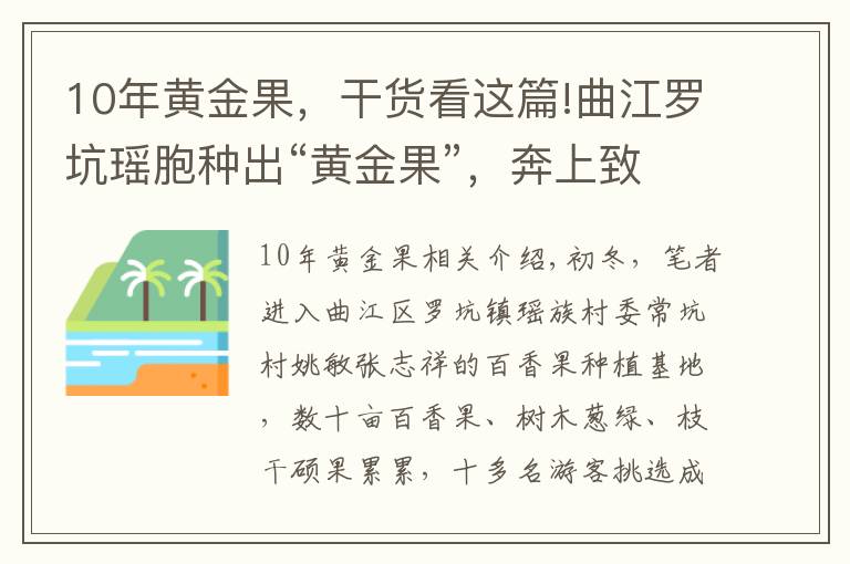 10年黄金果，干货看这篇!曲江罗坑瑶胞种出“黄金果”，奔上致富路