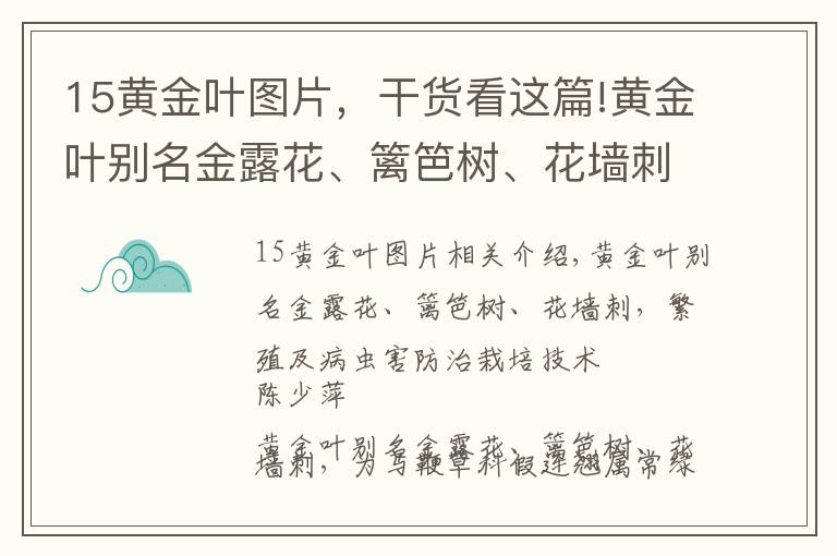 15黄金叶图片，干货看这篇!黄金叶别名金露花、篱笆树、花墙刺，繁殖及病虫害防治栽培技术