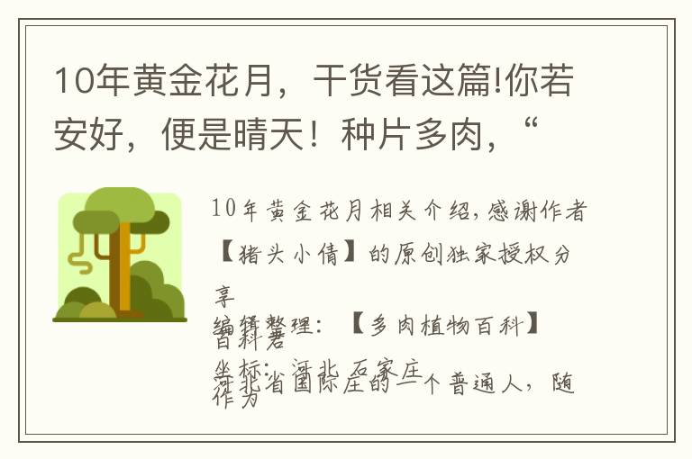 10年黄金花月，干货看这篇!你若安好，便是晴天！种片多肉，“荒度”余生