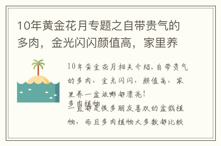 10年黄金花月专题之自带贵气的多肉，金光闪闪颜值高，家里养一盆，放哪都漂亮
