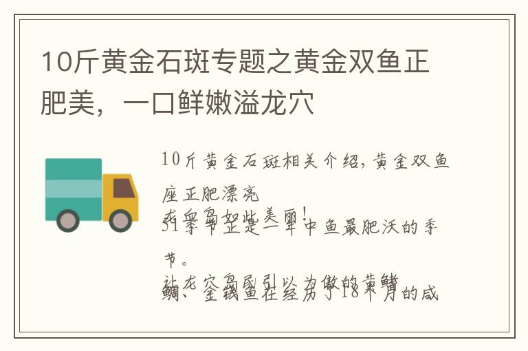 10斤黄金石斑专题之黄金双鱼正肥美，一口鲜嫩溢龙穴