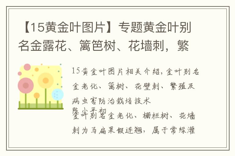 【15黄金叶图片】专题黄金叶别名金露花、篱笆树、花墙刺，繁殖及病虫害防治栽培技术