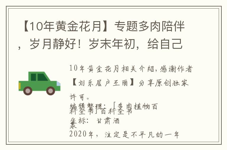 【10年黄金花月】专题多肉陪伴，岁月静好！岁末年初，给自己加油