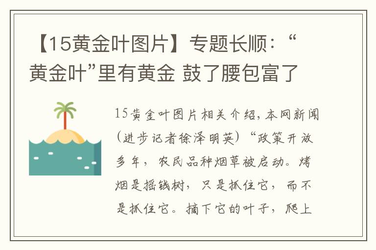 【15黄金叶图片】专题长顺：“黄金叶”里有黄金 鼓了腰包富了民