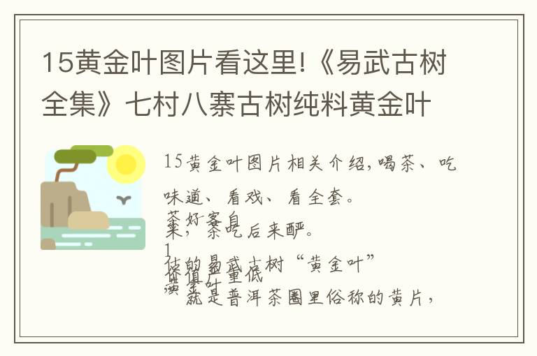 15黄金叶图片看这里!《易武古树全集》七村八寨古树纯料黄金叶大全（7.5斤/套）