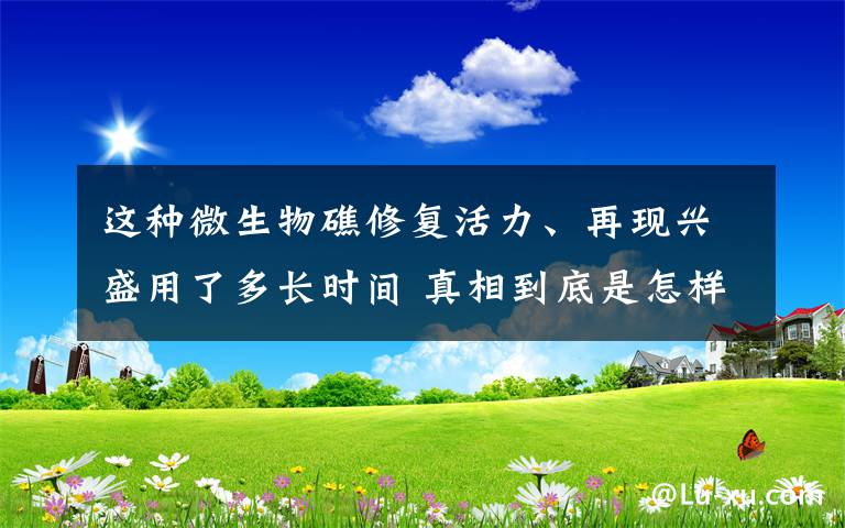 这种微生物礁修复活力、再现兴盛用了多长时间 真相到底是怎样的？