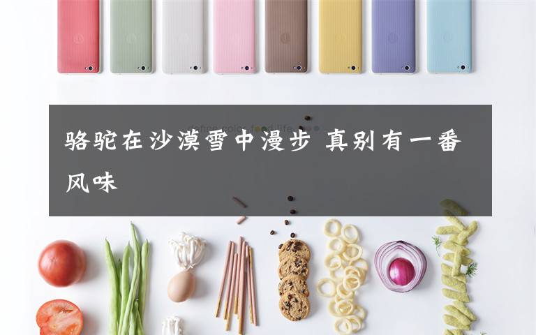 骆驼在沙漠雪中漫步 真别有一番风味