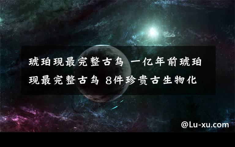 琥珀现最完整古鸟 一亿年前琥珀现最完整古鸟 8件珍贵古生物化石从欧洲万里归乡