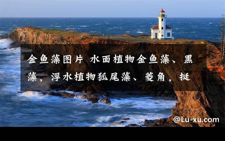 金鱼藻图片 水面植物金鱼藻、黑藻，浮水植物狐尾藻、菱角，挺水植物芦苇、黄花鸢尾、美人蕉……苦竹溪：臭黑水沟变身美丽的溪河