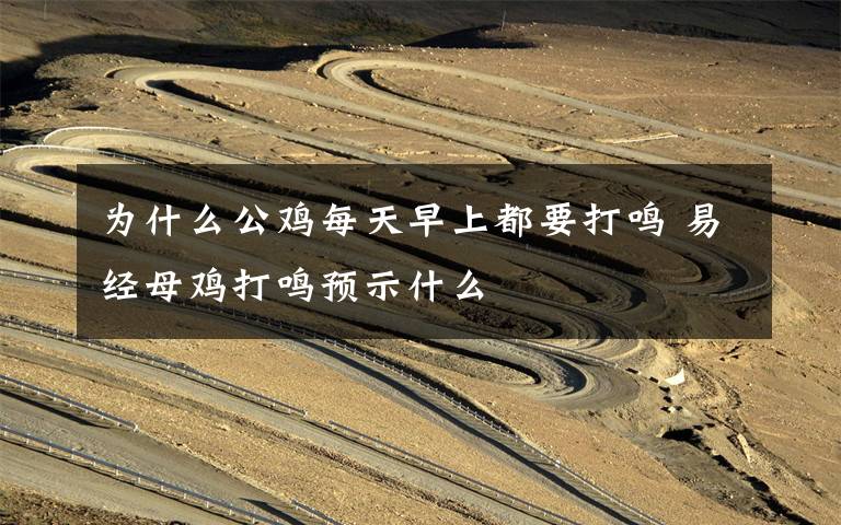 为什么公鸡每天早上都要打鸣 易经母鸡打鸣预示什么