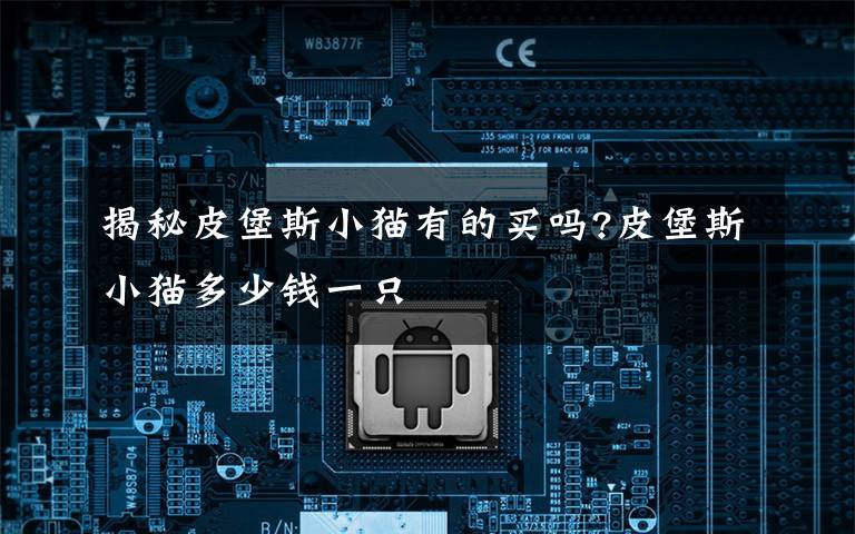 揭秘皮堡斯小猫有的买吗?皮堡斯小猫多少钱一只