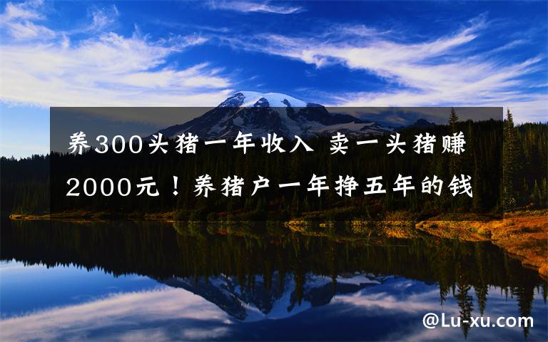 养300头猪一年收入 卖一头猪赚2000元！养猪户一年挣五年的钱 屠宰场每天宰够650头才保本