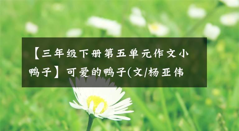 【三年级下册第五单元作文小鸭子】可爱的鸭子(文/杨亚伟) (指导老师：张天兴)