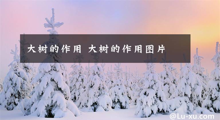 大树的作用 大树的作用图片
