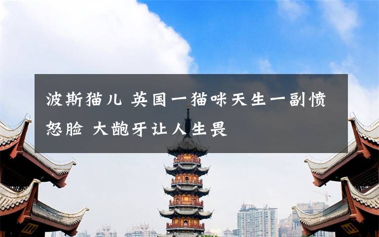 波斯猫儿 英国一猫咪天生一副愤怒脸 大龅牙让人生畏