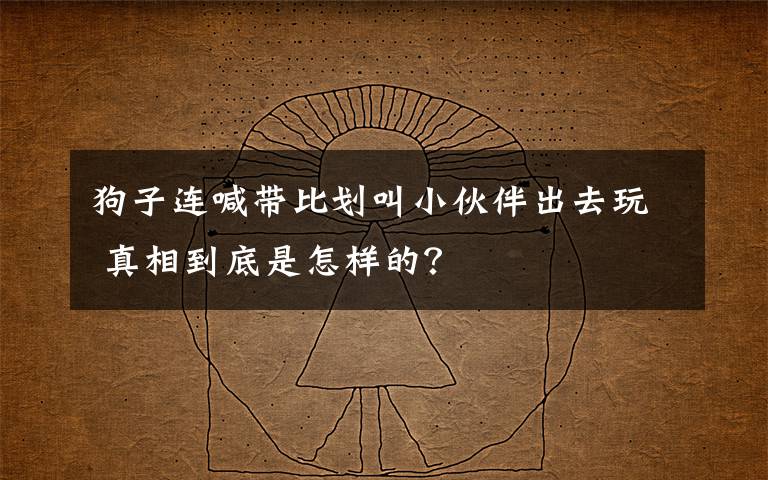 狗子连喊带比划叫小伙伴出去玩 真相到底是怎样的？