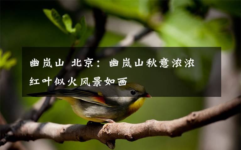 幽岚山 北京：幽岚山秋意浓浓 红叶似火风景如画
