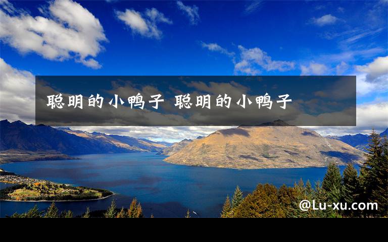 聪明的小鸭子 聪明的小鸭子