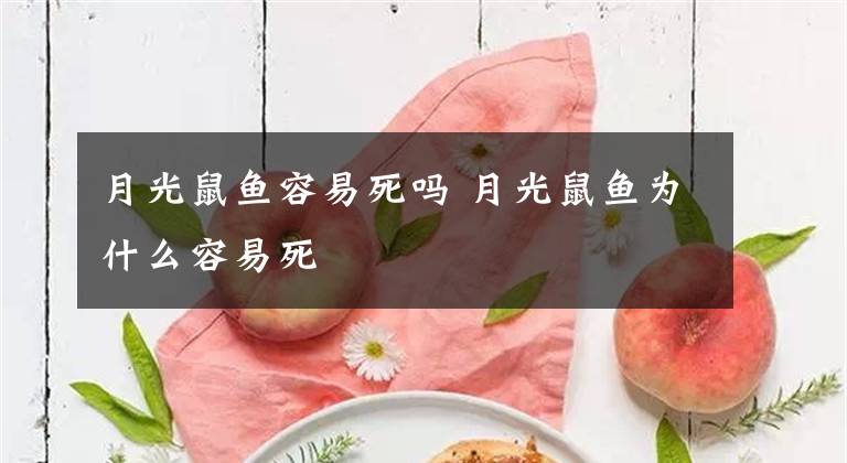 月光鼠鱼容易死吗 月光鼠鱼为什么容易死