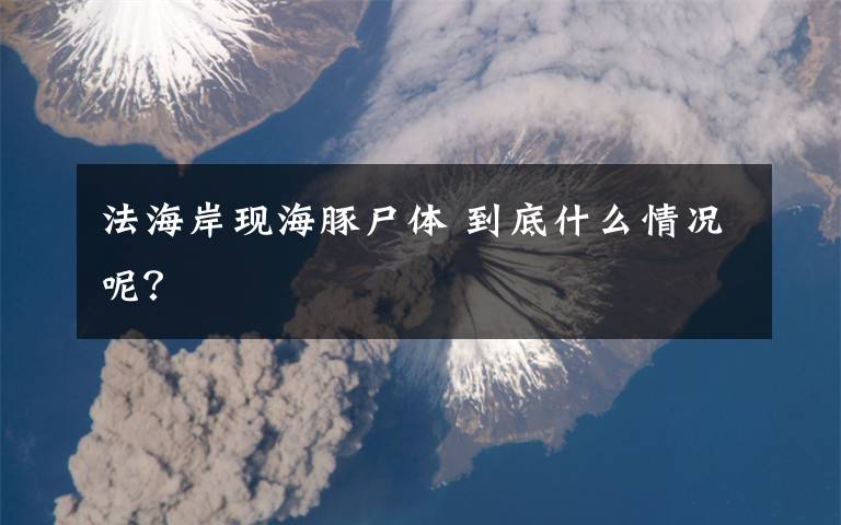 法海岸现海豚尸体 到底什么情况呢？