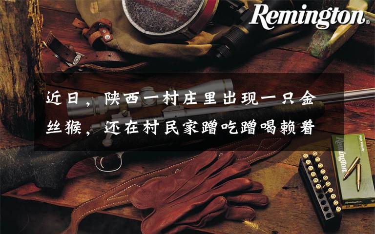 近日，陕西一村庄里出现一只金丝猴，还在村民家蹭吃蹭喝赖着不走，网友纷纷评论：“大圣”好悠闲