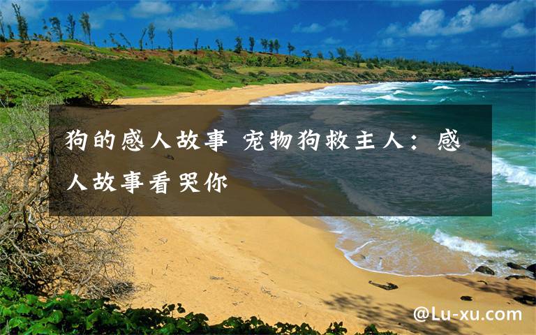 狗的感人故事 宠物狗救主人：感人故事看哭你