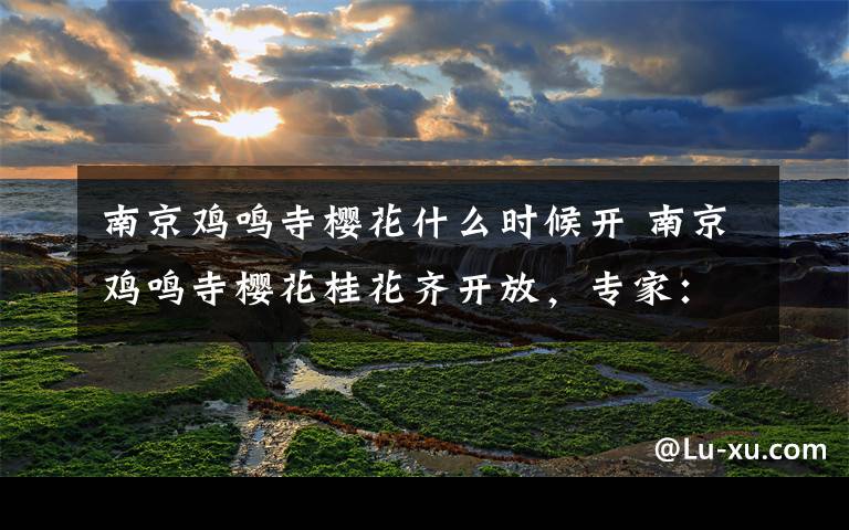 南京鸡鸣寺樱花什么时候开 南京鸡鸣寺樱花桂花齐开放，专家：樱花树误“以为”春天到了