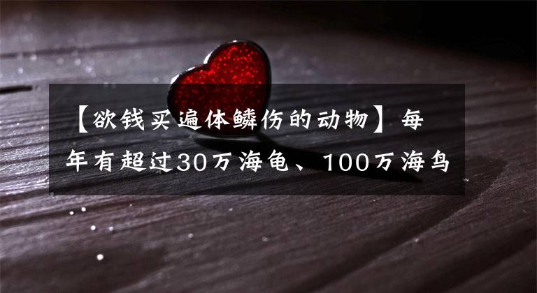 【欲钱买遍体鳞伤的动物】每年有超过30万海龟、100万海鸟死于海洋污染