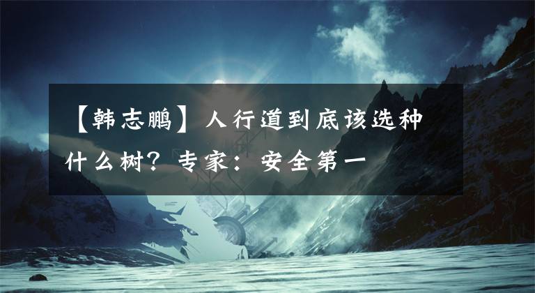 【韩志鹏】人行道到底该选种什么树？专家：安全第一