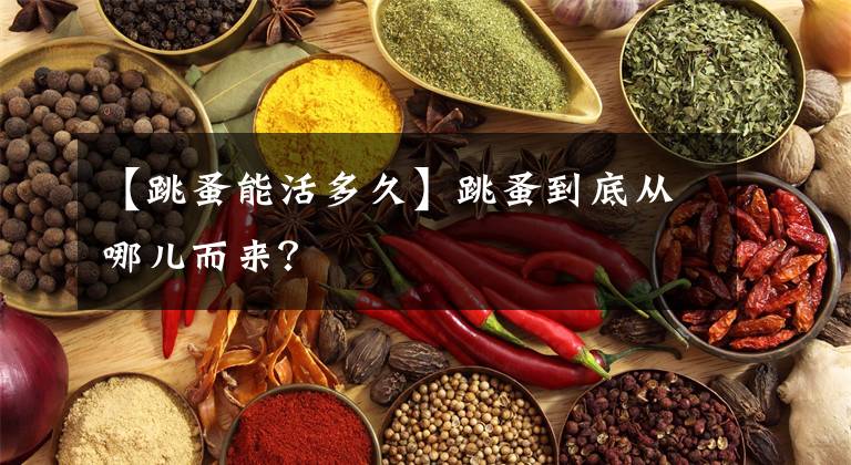 【跳蚤能活多久】跳蚤到底从哪儿而来？