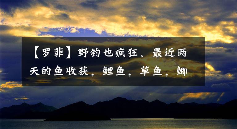 【罗菲】野钓也疯狂，最近两天的鱼收获，鲤鱼，草鱼，鲫鱼，还有洛菲都是野生的。