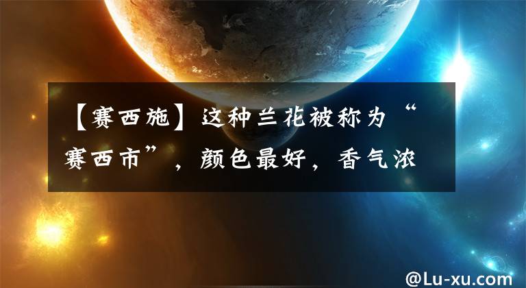 【赛西施】这种兰花被称为“赛西市”，颜色最好，香气浓郁，比绿绿养得更好。