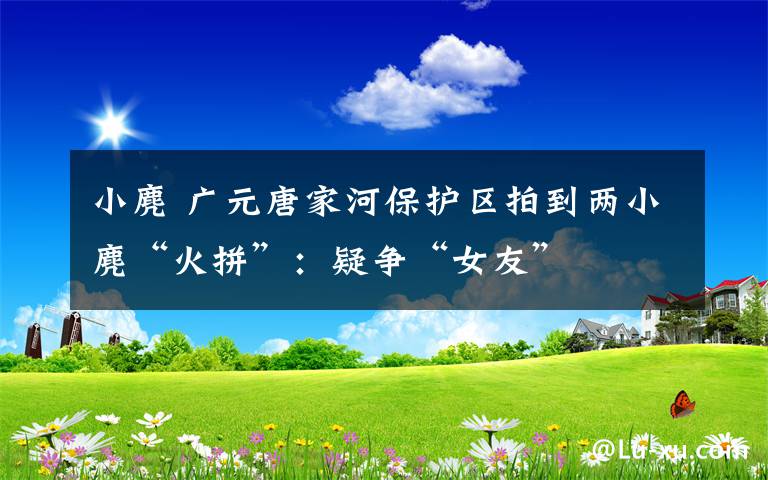 小麂 广元唐家河保护区拍到两小麂“火拼”：疑争“女友”