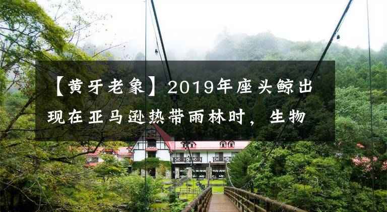 【黄牙老象】2019年座头鲸出现在亚马逊热带雨林时，生物学家们感到困惑。