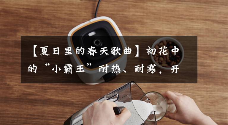 【夏日里的春天歌曲】初花中的“小霸王”耐热、耐寒，开花后可以开半年。