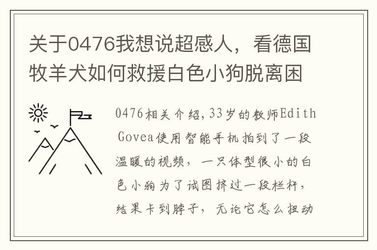 关于0476我想说超感人，看德国牧羊犬如何救援白色小狗脱离困境