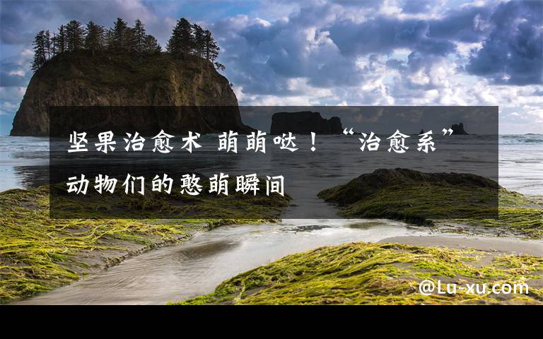坚果治愈术 萌萌哒！“治愈系”动物们的憨萌瞬间