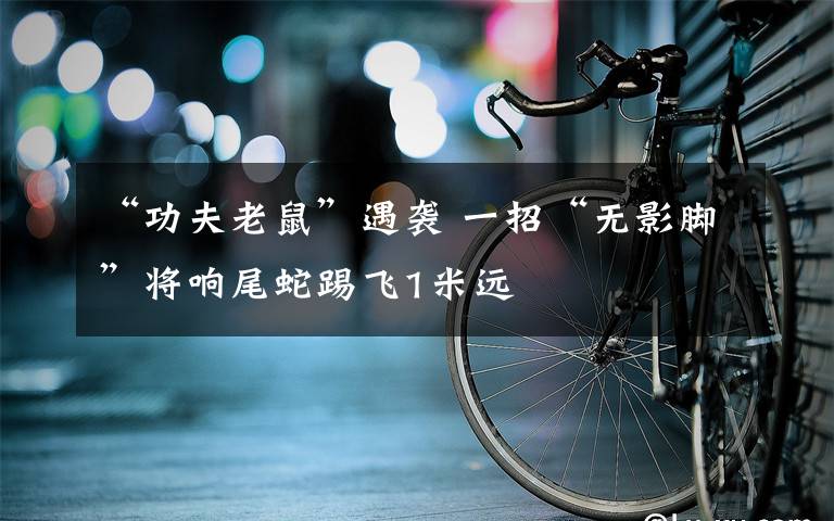“功夫老鼠”遇袭 一招“无影脚”将响尾蛇踢飞1米远