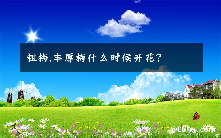 粗梅,丰厚梅什么时候开花？
