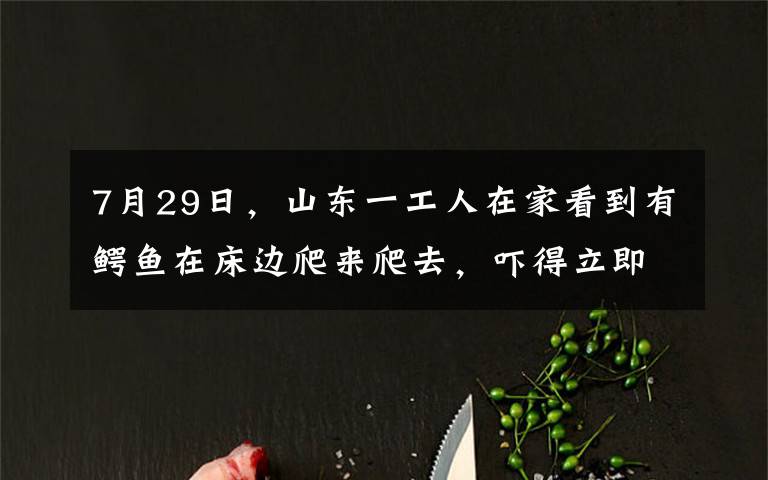 7月29日，山东一工人在家看到有鳄鱼在床边爬来爬去，吓得立即报警。消防员赶来也怕了，直呼“有