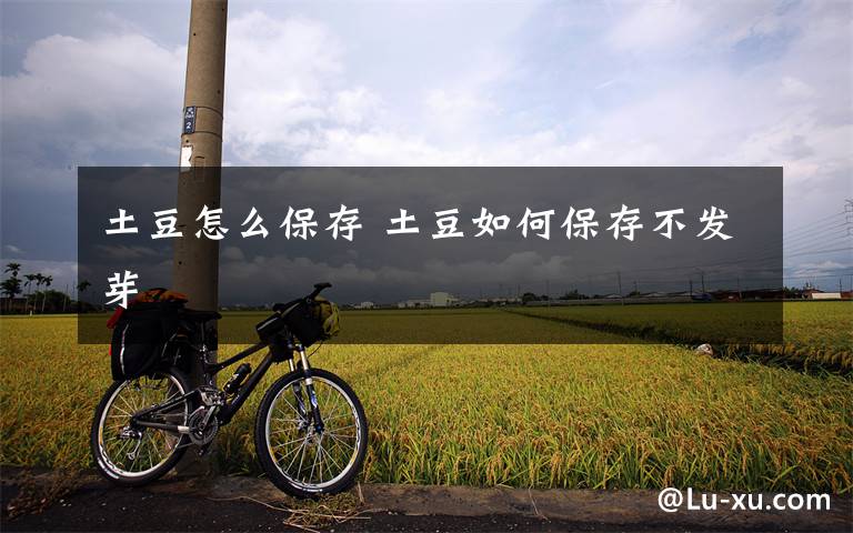 土豆怎么保存 土豆如何保存不发芽